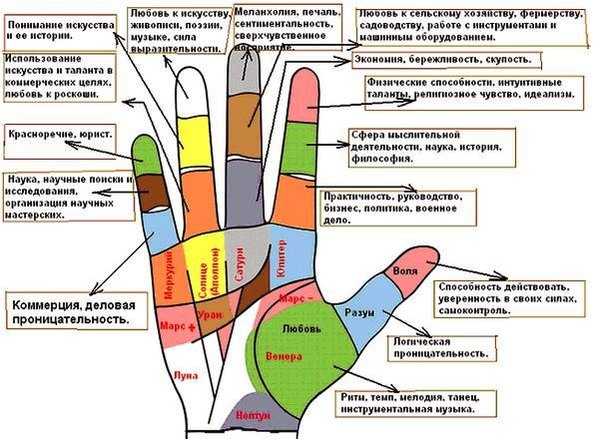 Название пальцев на руке человека на русском языке фото